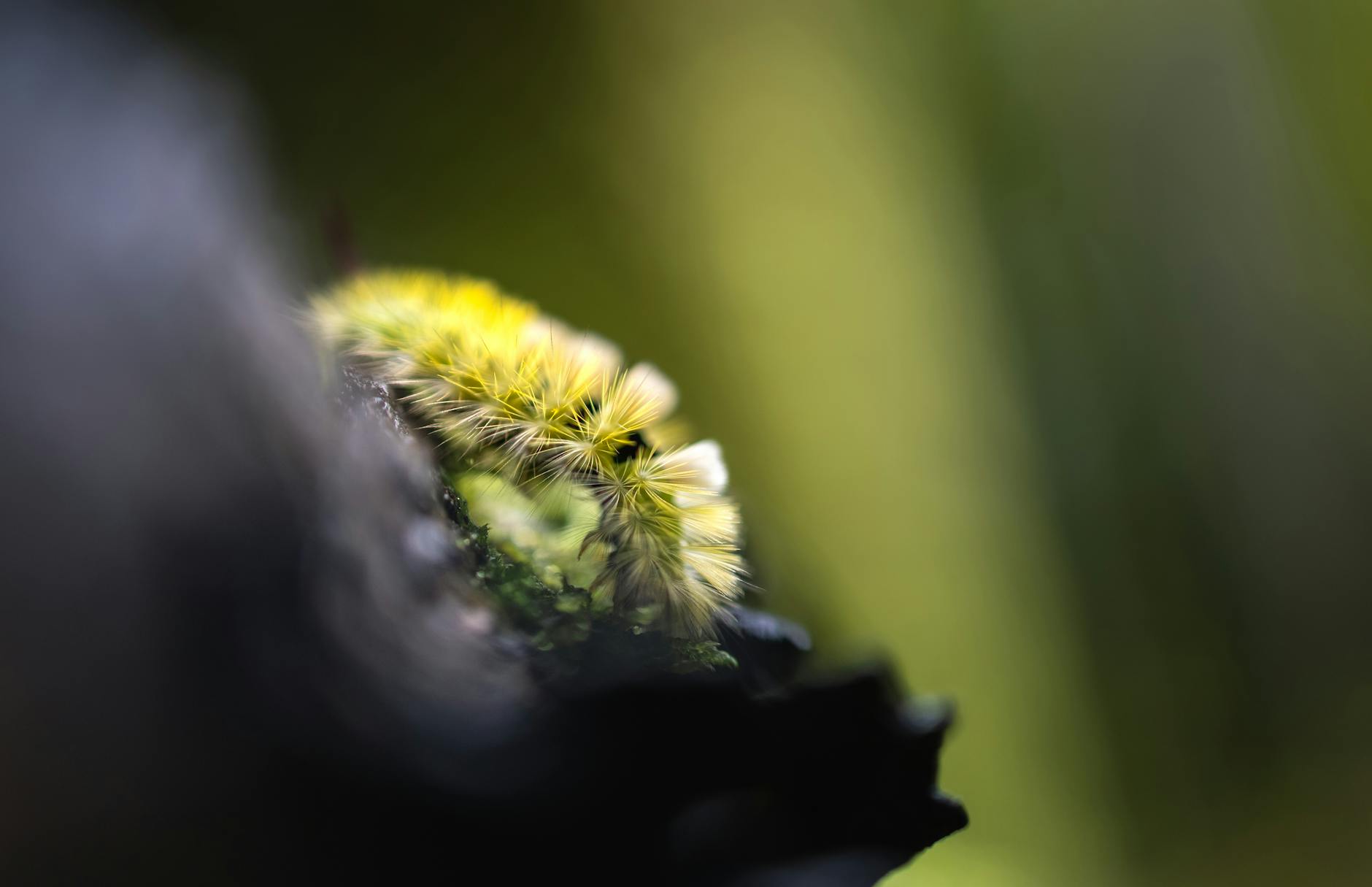 the golden spikes of the forest