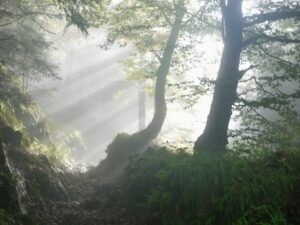 silhouette of trees on forest