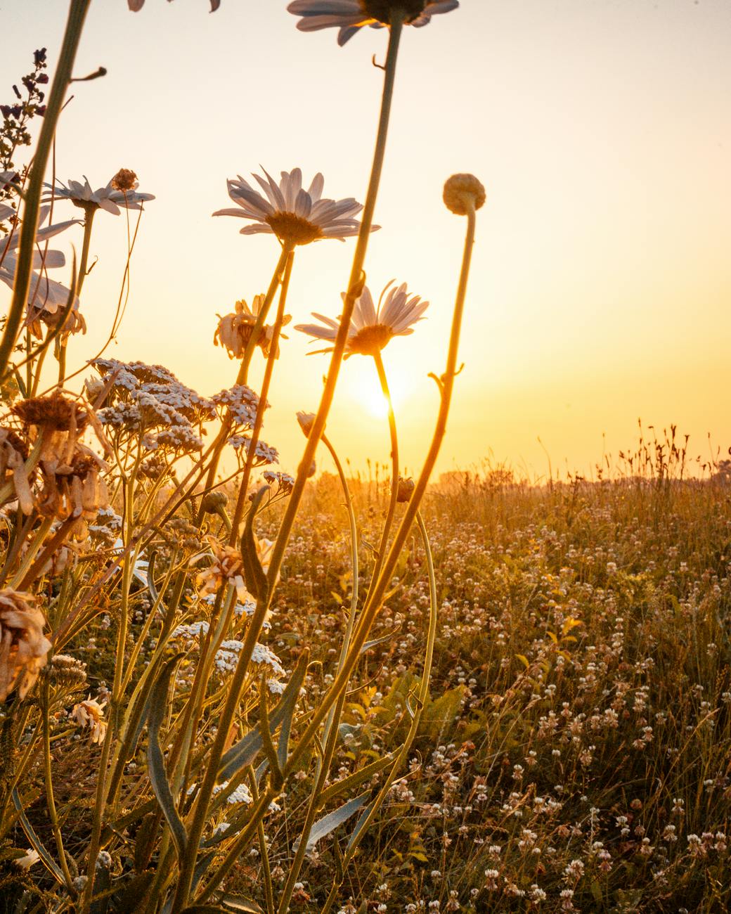 sunrise on a flower field