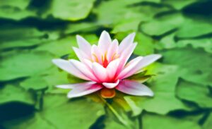 close up photography of pink lotus