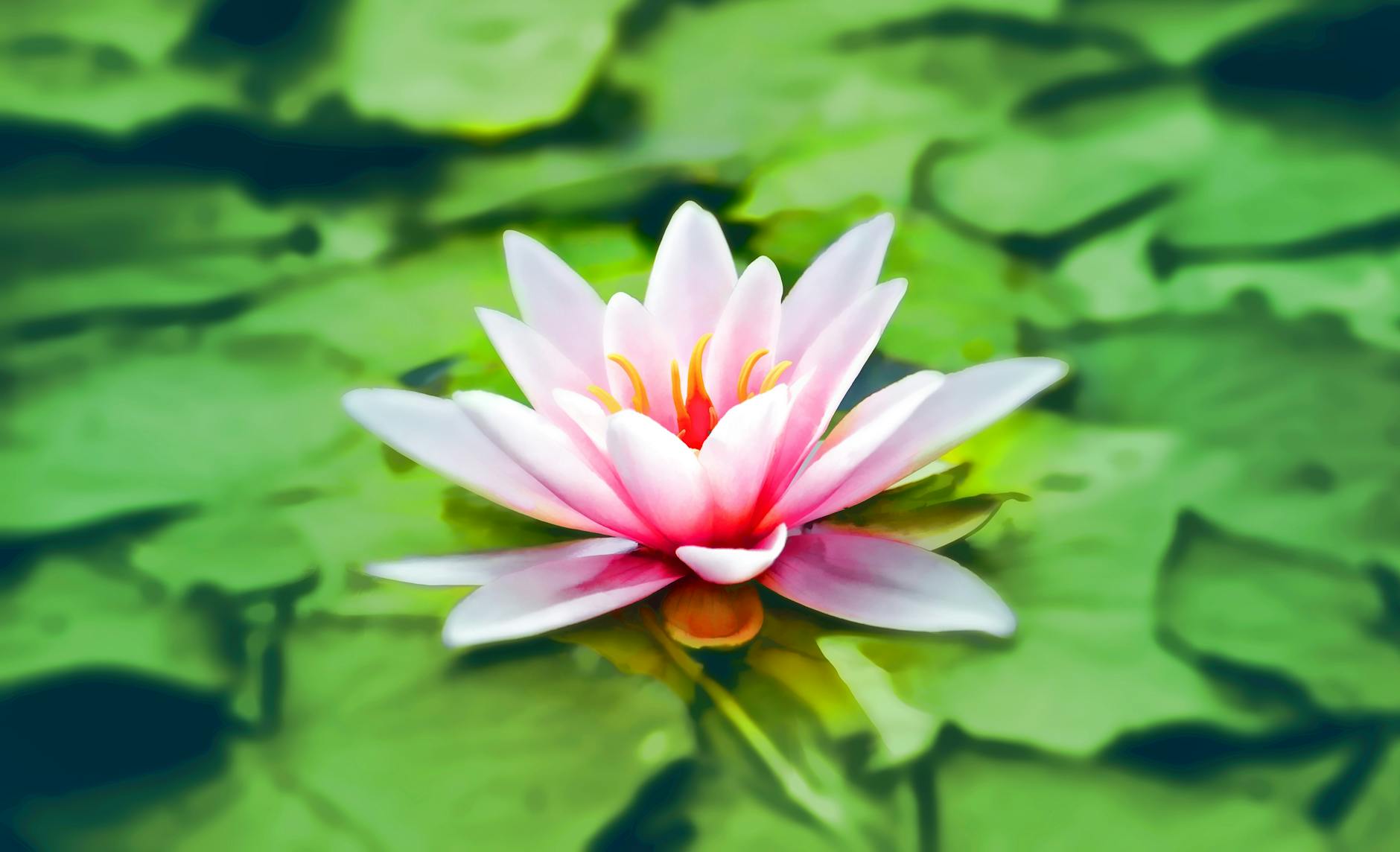 close up photography of pink lotus